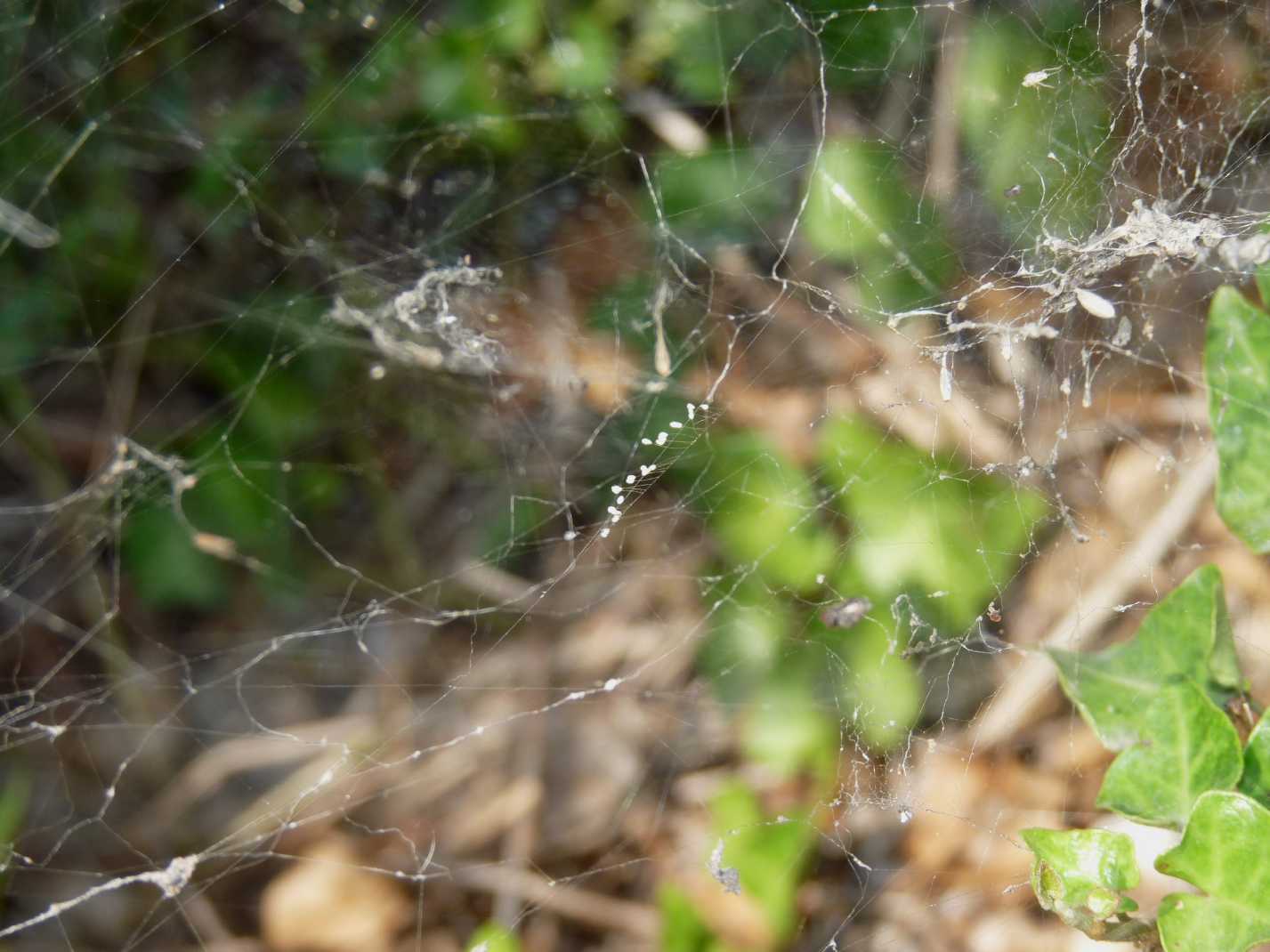 Uova di Mantispidae su una ragnatela